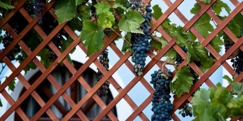 Kako vezati grožđe